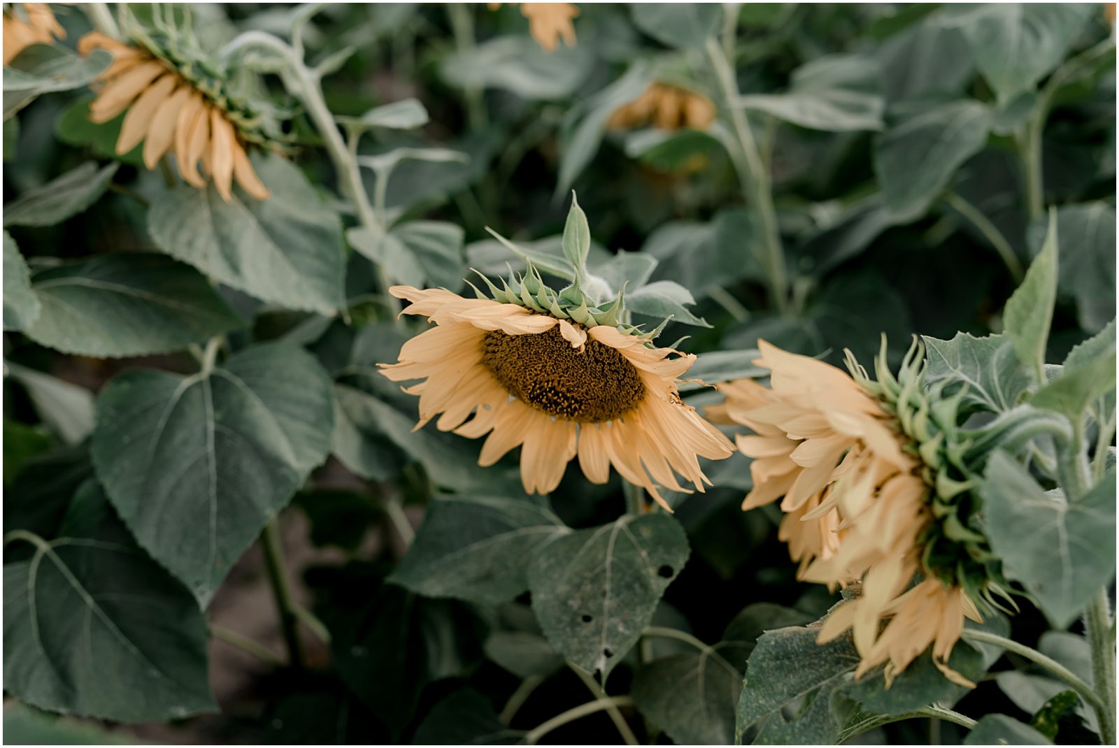 Sunflower engagement