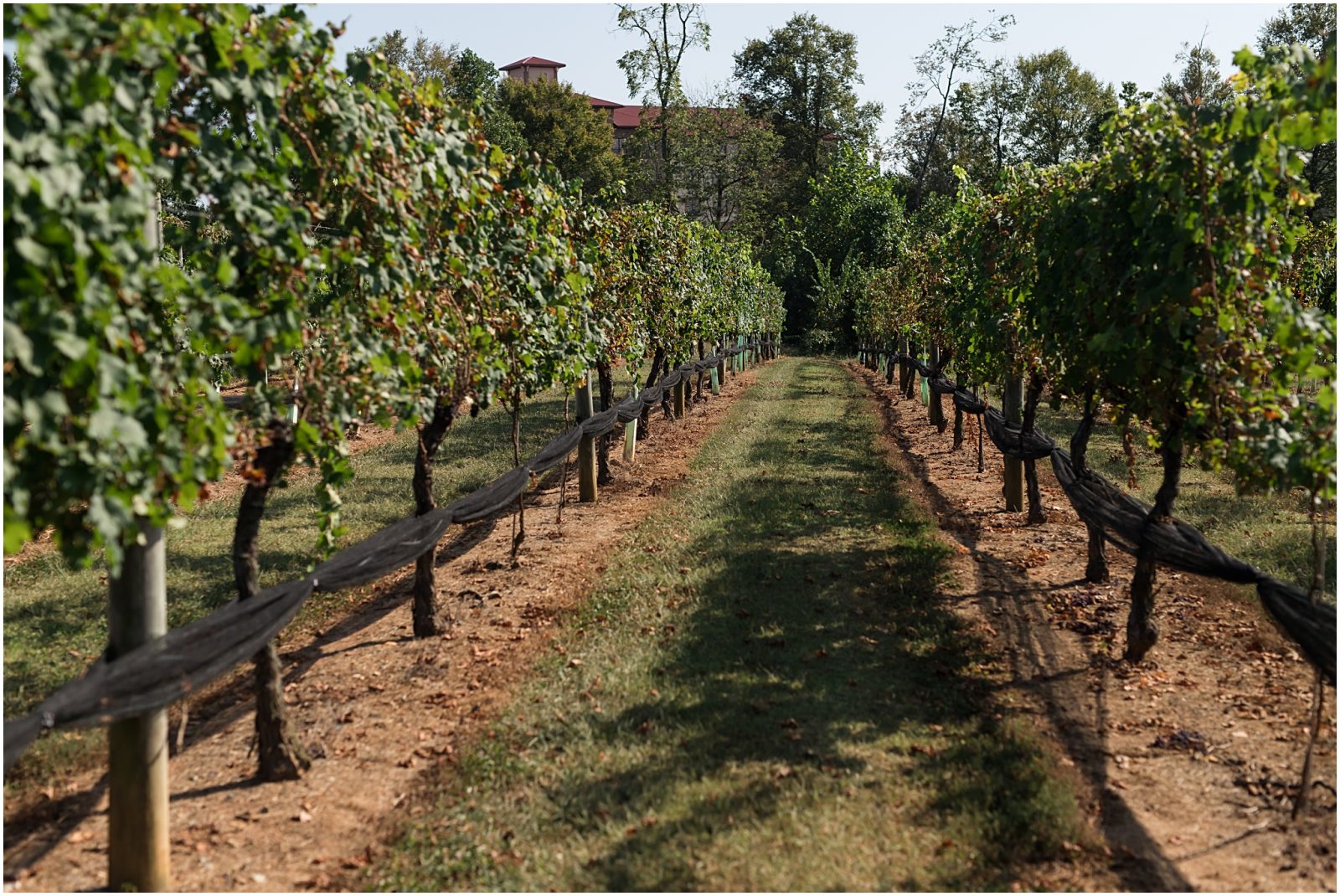 Winery Anniversary Session