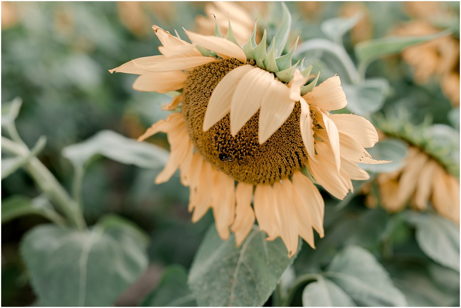Sunflower engagement