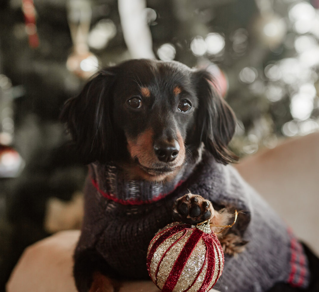 joy session for dog owners